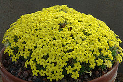 Dionysia oreodoxa 3 2001-2117. 
 JPG