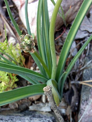 Tail leaf (Dipcadi serotinum)