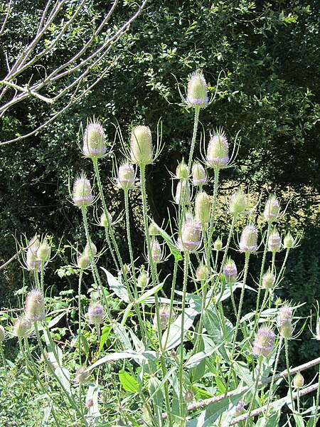 File:Dipsacus fullonum 20110625 105347 Berango 43p345889N 2p981917W r.jpg