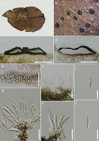 <i>Discosia</i> Genus of fungi