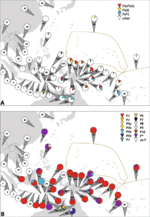 Thumbnail for File:Distribution of haplogroup P mtDNAs in East Timor and surrounding populations.gif