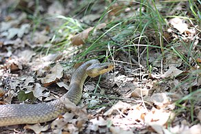 Șarpe de stepă (Dolichophis caspius)