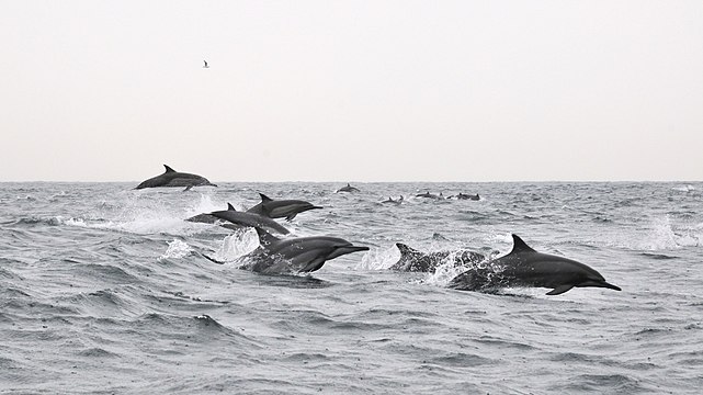 Spinner dolphins leaping in the Persian gulf