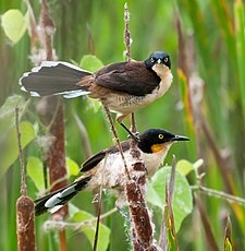 Black-capped donacobius Donacobius atricapilla -Fazenda Campo de Ouro, Piraju, Sao Paulo, Brasil-8.jpg