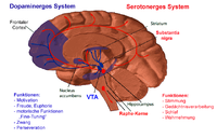 Dopamin-serotonin-system.png