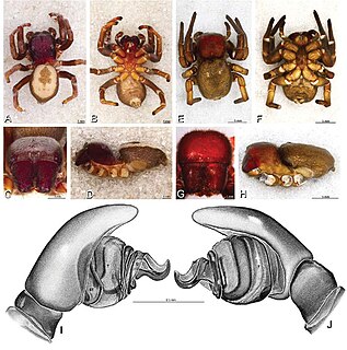 <i>Dorceus</i> Genus of spiders