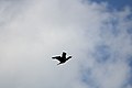 Double-Crested Cormorant - panoramio.jpg