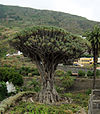 Dracaena draco.jpg 