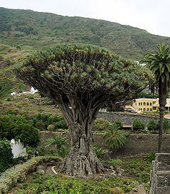 Канарско драконово дърво (D. draco)
