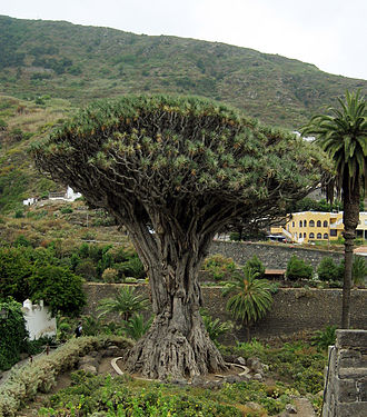 The Dragon Tree or Dracaena. Dracaena draco.jpg