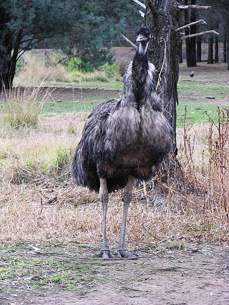 File:Dromaius novaehollandiae -Taronga Western Plains Zoo, near Dubbo, New South Wales, Australia-8a.jpg