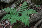 Miniatura per Dryopteris carthusiana