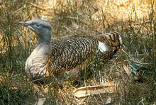 The park is an important site for great bustards