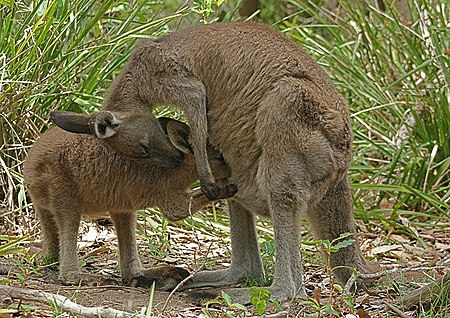 Fail:Eastern Grey Kangaroo Feeding edited.jpg