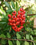 Miniatuur voor Bestand:Eberesche mit Vogelbeeren von unten Betrachtet.jpg