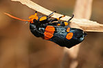 Miniatura para Catocalinae