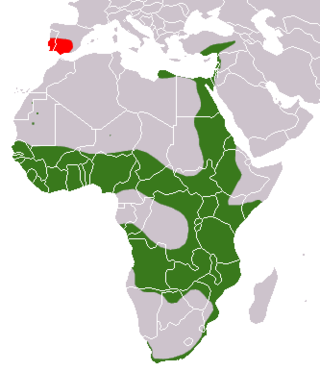 Distribución da Mangosta exipcia(verde – nativa, vermello – posiblemente introducida)