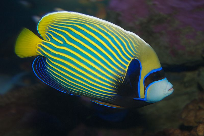 File:Emperor angelfish (Pomacanthus imperator),.jpg