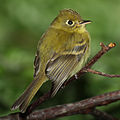 * Nomination Another Yellowish Flycatcher by Mdf --Dori - Talk 06:21, 16 February 2008 (UTC) * Promotion Mdf-quality. Lycaon 08:47, 16 February 2008 (UTC)