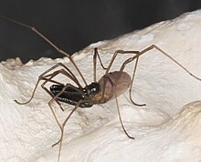 Endemic Harvestman (10334197455).jpg