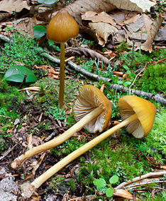 Entoloma luteum 247812.jpg