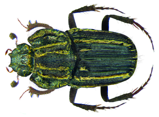 Eodrepanus bechynei Janssens, 1953 (8517790737)