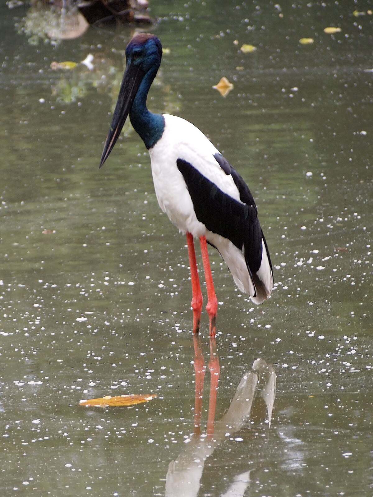 36++ Burung bangau hitam putih terupdate