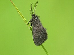 Ólomszürke zsákhordó lepke (Epichnopterix plumella) – Felső-Ausztria, Salzkammergut