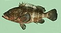 Epinephelus amblycephalus, banded grouper.jpg