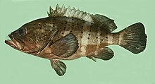 Epinephelus amblycephalus, жолақты grouper.jpg