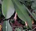 Epiphyllum oxypetalum flower bud.jpg