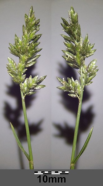 File:Eragrostis cilianensis sl10.jpg
