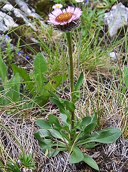 Erigeron uniflorus