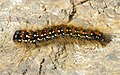 Eriogaster arbusculae larva