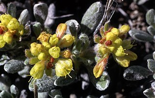 <i>Eriogonum caespitosum</i> Species of wild buckwheat