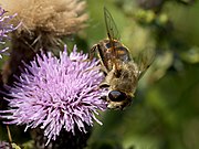   Eristalis tenax on Cirsium arvense