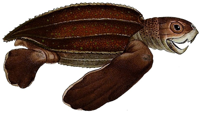 File:Erpétologie générale, ou, Histoire naturelle complète des reptiles (Dermochelys coriacea).jpg