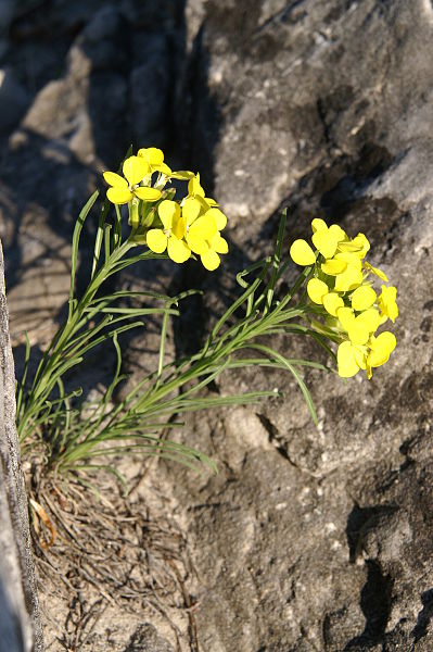 File:Erysimum sylvestre PID1207-2.jpg