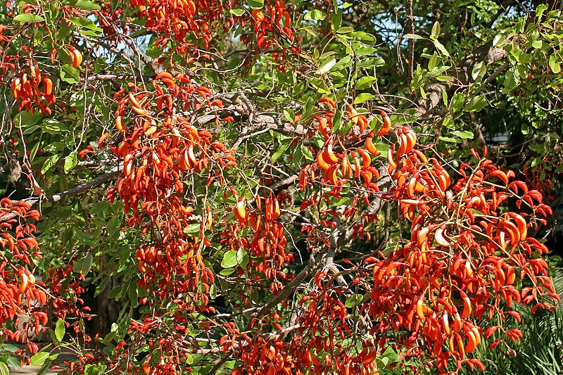 File:Erythrina falcata 20D 2803.jpg