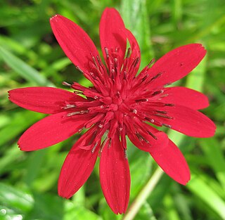 <i>Erythrocephalum</i> Genus of flowering plants