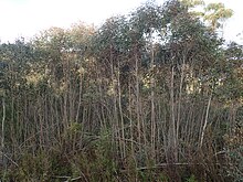 Навик Eucalyptus moorei (2) .jpg