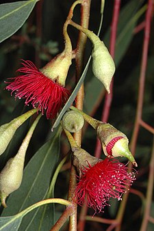 Red-flowered form Eucalyptus petiolaris red flowers.jpg