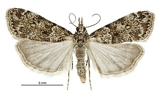 <i>Eudonia subditella</i> Species of moth