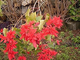 Euphorbia Pulcherrima: від хмызнякоў сямейства малачайных