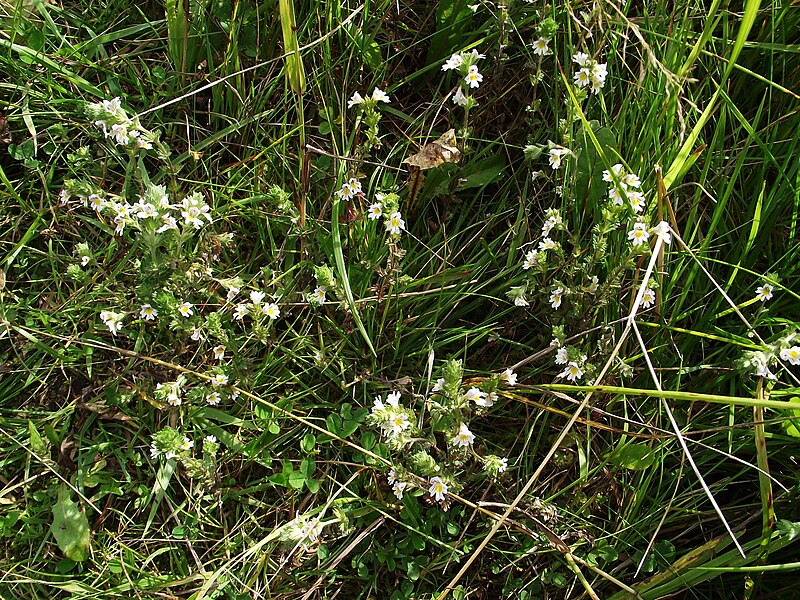 File:Euphrasia officinalis Очанка2.JPG