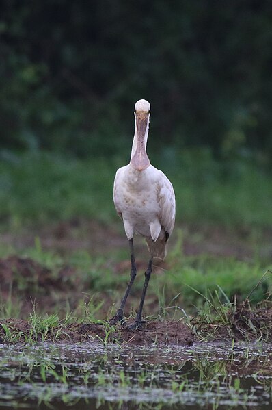 File:Eurasian spoonbill 47.jpg