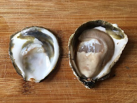 Freshly shucked European flat oyster