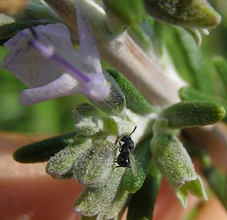 <i>Eurytoma</i> Genus of wasps