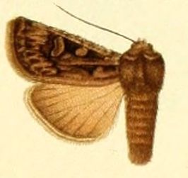 Euxoa oberthuri