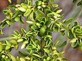 Everistia vacacinaifolia var. vaciniifolia fruit.jpg